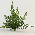Lush Green Potted Fern Plant With White Pot For Indoor Decoration