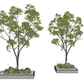Modern Tree Pool Courtyard Landscape Trees Arbor Street Trees 3d model