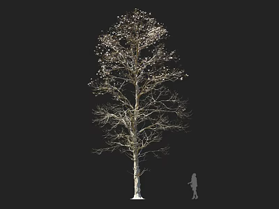 Tall Arbor With White Trunk And Small White Fruits Beside Human Silhouette 3d model
