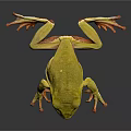 Vibrant Yellow Frog with Orange Feet on Glossy Black Surface and Reflective Shadow