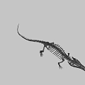 Detailed Crocodile Skeleton Full Body Display On Gray Background 3d model