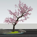 Flowering Arbor With Pink Blossoms Slender Trunk Green Grass And Rocks Against Sunset Sky