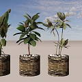 Bonsai Potted Plants Indoor Decor With Lush Green Leaves Textured Pots And White Pebbles