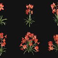 Clusters of Vibrant Red Flowers with Lush Green Stems on Black Background