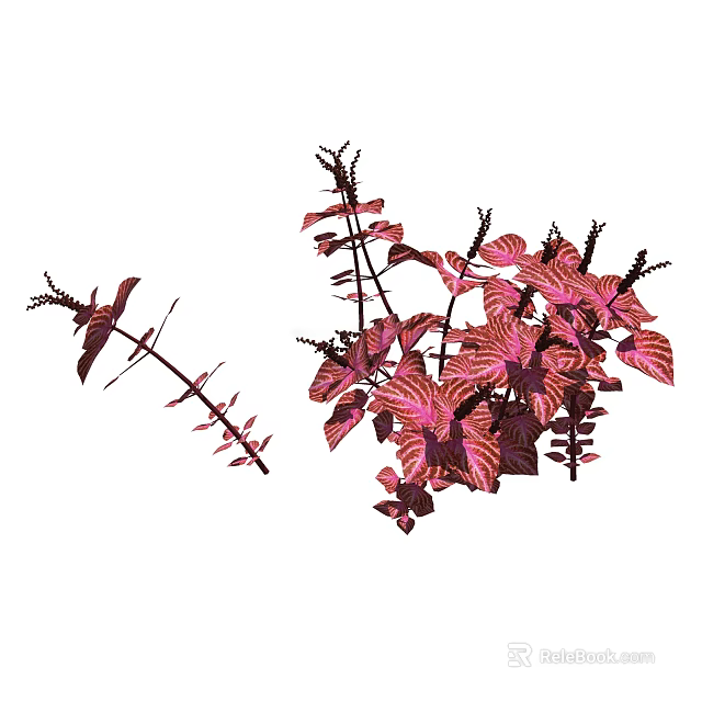 Vibrant Red Foliage Plant With Pink Veined Leaves And Branched Stems For Indoor Decor 3d model 