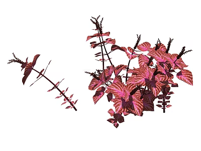 Vibrant Red Foliage Plant With Pink Veined Leaves And Branched Stems For Indoor Decor 3d model