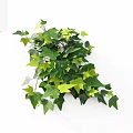 Trailing Decorative Vine Plant With Green And Yellow Leaves On White Background