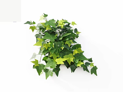 Trailing Decorative Vine Plant With Green And Yellow Leaves On White Background 3d model