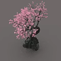 Pink Cherry Blossom Bonsai Tree With Curved Trunk And Black Stone Base On Gray Background