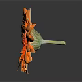 Gerbera Daisy with Orange Petals and Red Center on Dark Background with Reflection