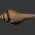 Brownish Orange Conch Spiral Shell With Detailed Texture Shiny Surface Close Up On Dark Background