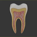 Human Tooth Anatomy Cross Section Showing Enamel Dentin and Pulp Structure 3d model