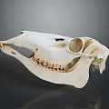 Anatomical Animal Skull Bone Structure With Teeth And Eye Sockets Details