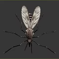 Realistic 3D Rendered Mosquito With Detailed Long Legs And Transparent Wings