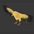 Red Bird With Black Spread Wings Standing On Black Background With Reflection