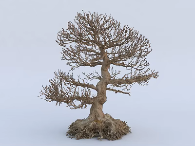 Leafless Sculpted Arbor With Exposed Roots And Textured Trunk Design 3d model