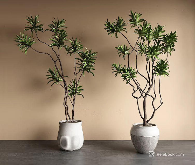 Bonsai Plants With Green Leaves Slender Branches In White Textured Striped Pots On Gray Table 3d model 