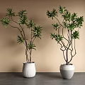 Bonsai Plants With Green Leaves Slender Branches In White Textured Striped Pots On Gray Table