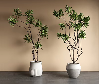 Bonsai Plants With Green Leaves Slender Branches In White Textured Striped Pots On Gray Table 3d model