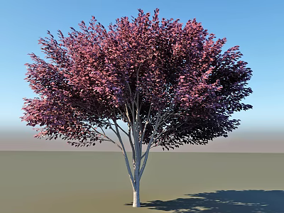 Lush Purple Leaf Arbor with White Trunk Against Blue Sky and Gray Ground 3d model