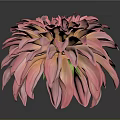 Pink Dahlia Flower With Vibrant Petals In Full Bloom Against Gray Background