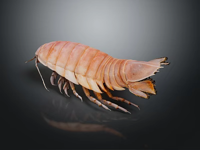 Pink Mantis Shrimp With Long Antennae And Shiny Exoskeleton On Dark Background 3d model