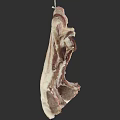 Hanging Raw Bone In Meat Cuts Showing White And Red Color