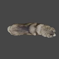 Smiling Gray White Fur Dog With Blue Collar Tag Standing On Gray Background