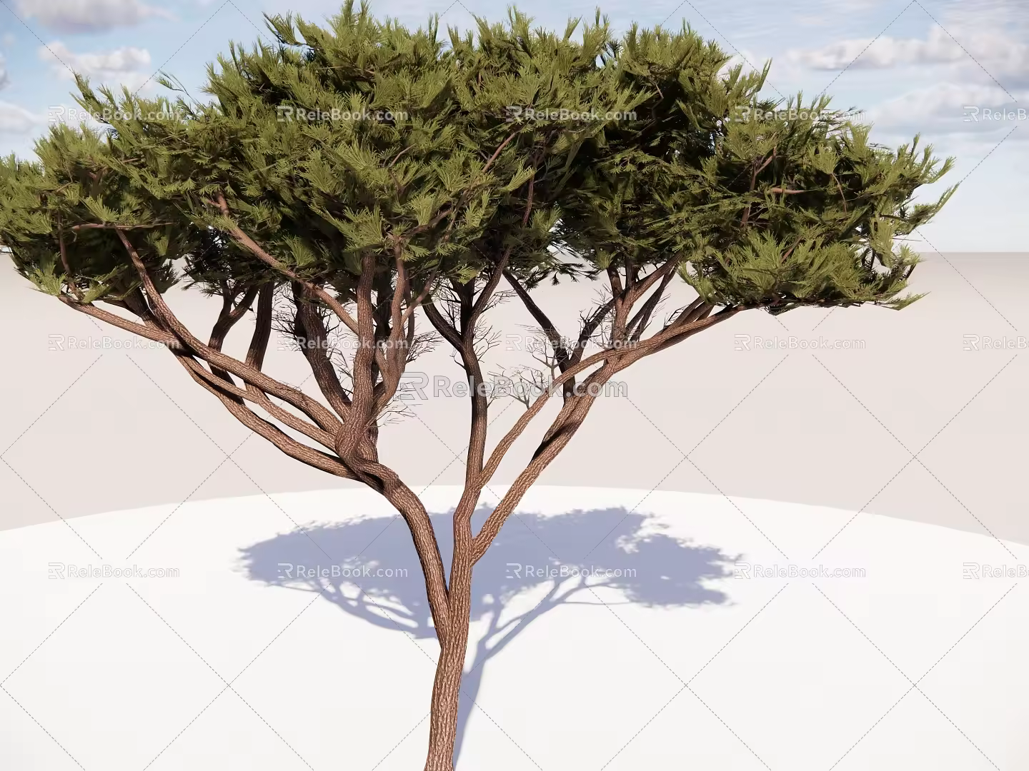 Modern Dwarf Trees Tall Trees Conifer Trees Landscape Trees Pine and Cypress Trees Big Trees Courtyard Trees Small Trees 3d model