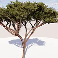 Modern Dwarf Trees Tall Trees Conifer Trees Landscape Trees Pine and Cypress Trees Big Trees Courtyard Trees Small Trees 3d model