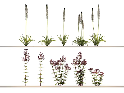 Flowers and Plants with Slender Leaves Spike Inflorescences Purple Blooms Arranged Neatly on White Background 3d model