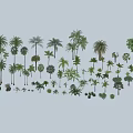 Diverse Arbor Tree Collection Featuring Palm Broadleaf And Various Species For Landscaping