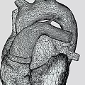 Detailed Human Heart 3D Anatomical Model Showing Chest Organ Vascular Structure Details