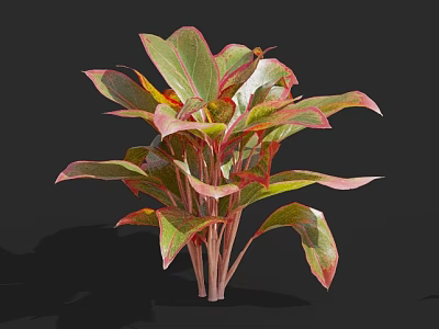 Vibrant Potted Plant With Red And Green Leaves Against Black Background 3d model