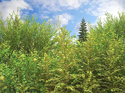 Lush Green Shrubs In Natural Outdoor Landscape With Blue Sky And Scenic Environment 3d model