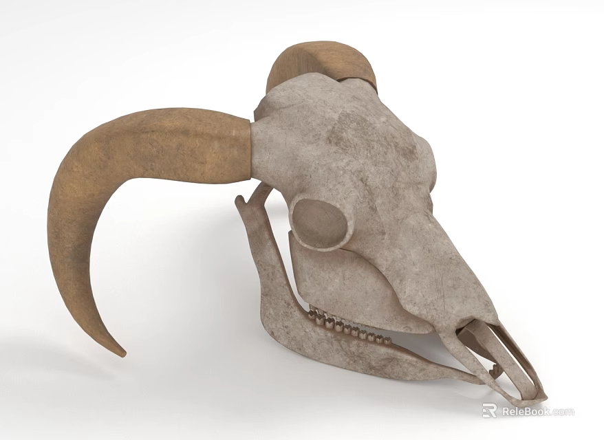 Vintage Animal Skull Decorative Ornament Set with Natural Horns for Home 3d model 