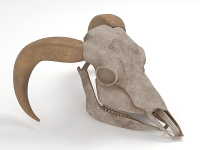 Vintage Animal Skull Decorative Ornament Set with Natural Horns for Home 3d model