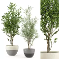 Various Types of Green Leafy Bonsai Plants in Ceramic and Gray Pots