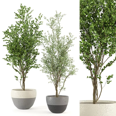 Various Types of Green Leafy Bonsai Plants in Ceramic and Gray Pots 3d model