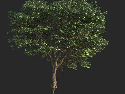 Tall Arbor With Lush Green Foliage Strong Trunk And Extensive Roots 3d model