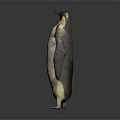 Emperor Penguin Standing Isolated on Gray Background with Black and White Plumage