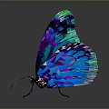 Colorful Blue Purple Metallic Butterfly With Shiny Reflective Wings Against Dark Background