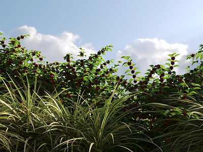Lush Shrubs With Red Berries and Green Leaves Growing Under Blue Sky With White Clouds 3d model