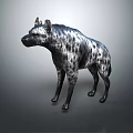 Spotted Hyena With Sleek Fur Standing On Smooth Surface Against Gray Background