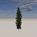 Tall Evergreen Tree Growing In Open Grassland With Clear Blue Sky
