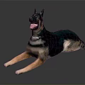 German Shepherd Dog Lying Down With Open Mouth And Collar On Gray Background