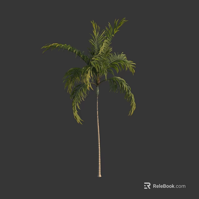 Tall Palm Tree with Lush Green Fronds and Slender Trunk in Natural Form 3d model 