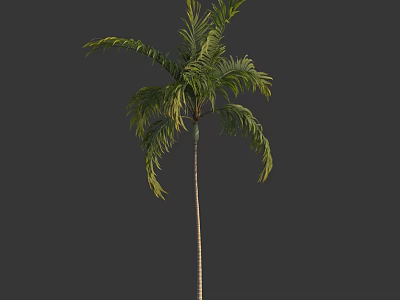 Tall Palm Tree with Lush Green Fronds and Slender Trunk in Natural Form 3d model