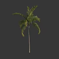 Tall Palm Tree with Lush Green Fronds and Slender Trunk in Natural Form