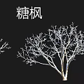Various Arbor Tree Species Featuring Birch Camphor Maple and Ancient Varieties 3d model